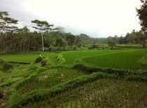 Villa Kelusa, View to Rice Fields