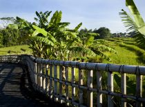 Villa Levi, View to Rice Fields